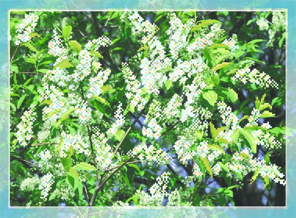 Рисунок на шелке МП №4096 "Черемуха" 37х49см