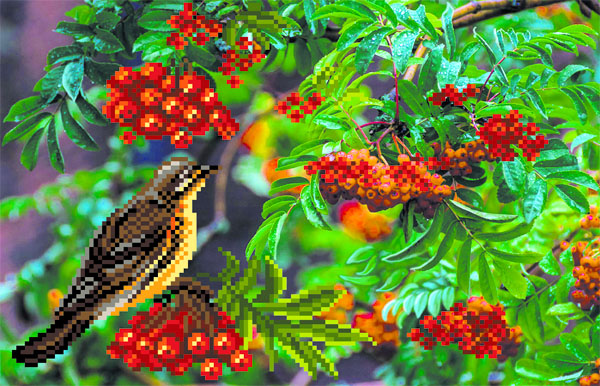 Рисунок на шелке МП №4083 "Дрозд-рябинник" 28х34см