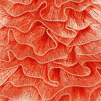 Пряжа "Танго 153" (0,5кг) цв.07 оранжевый